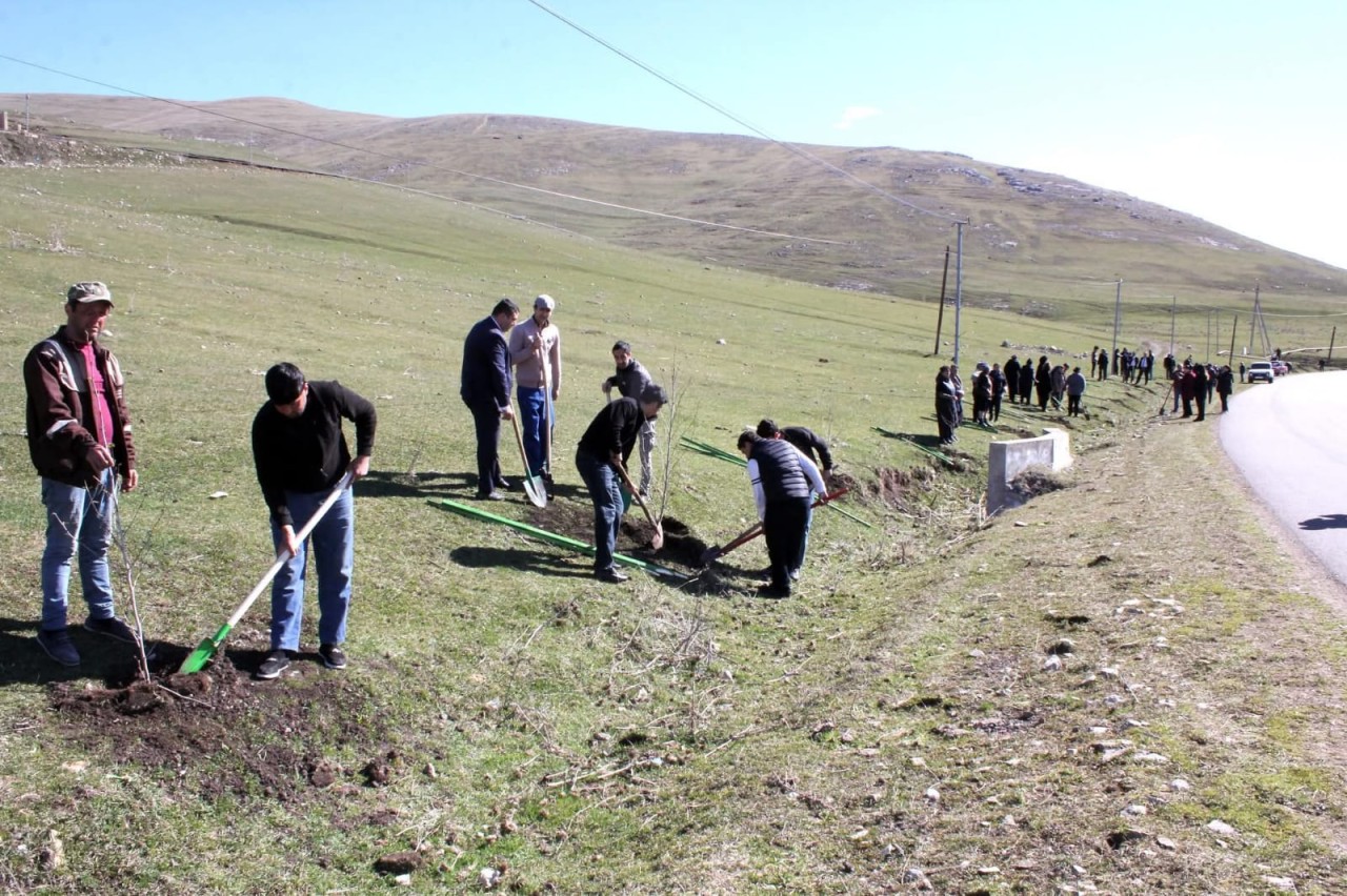 Daşkəsəndə ağacəkmə aksiyası keçirildi - FOTOLAR